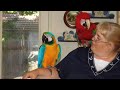 Macaws-Max-and-Rico-