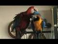 Macaws Max and Rico-music by Jewel