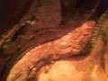 Female-Boa
