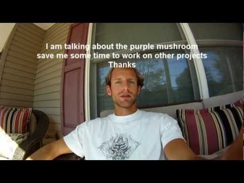 how to replant magic mushrooms