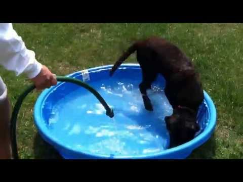 Chocolate Lab puppy loves to swim