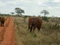 Elephants investigating a plastic bag