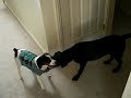 puppies