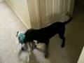 videos de puppies