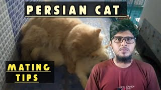 cat breeding tips | persian cat mating tips | ig pets