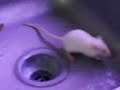 rata convulsiva