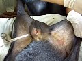 Cirurgia - Vasectomia em Caprino parte 2 Cirurgia - Vasectomia em Caprino parte 2