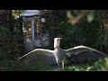 ハシビロコウ飛ぶ3