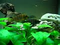 tanganica tank