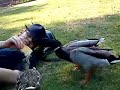 Dreiste enten schlo�park bergedorf 2