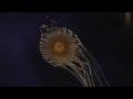 Trip from San Francisco to Carmel. You can see the aquarium of Monterey and 17 Mile Drive