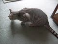 mi kittyz J & CN