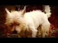 Dog's Journey HD 720P