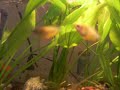 Lush tropical aquarium Lush tropical aquarium