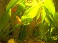 videos de Lush tropical aquarium
