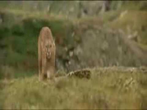 TIGER FIGHT