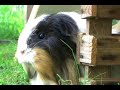 JVC GZ-HD3 Sharpness Test - Guinea Pigs
