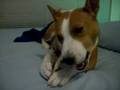 videos de in memory of Lucky, for  xgobobeanx. love, ruffles