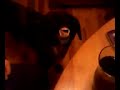 The dogs face is so funny!