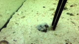Bobtail Squid Feeding