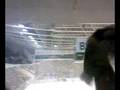derby hcl-hcap 0 - SEI