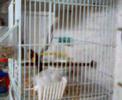 Goldfinch2-karderina-giannitsa Goldfinch2-karderina-giannitsa