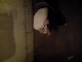 The Tortured Phantom 2