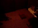 Abyssinian kittens and a shoe box 1