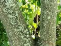 Under the Avocado Tree