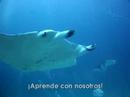 Mantas en Maldivas (aguamarbuceo.com) Mantas en Maldivas (aguamarbuceo.com)