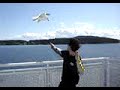 Lucas Feeding Seagulls