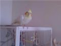 cockatiel fight for life..the long awaited UPDATE!!!