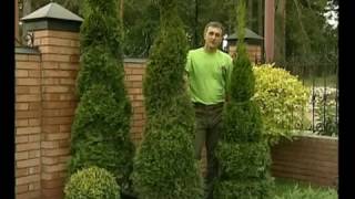 Стрижка туй саблями Стрижка туй саблями