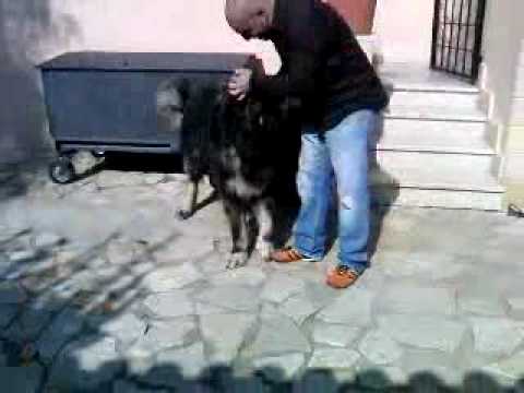 pastore del caucaso