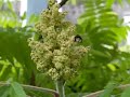 bumblebee above the flower of Rhus glabra bumblebee above the flower of Rhus glabra