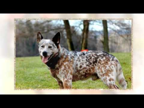 how to train blue heelers