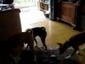 Basenji video