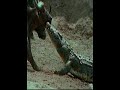 Búfalo Vs Crocodilo Do Nilo E Hipopótamos Em Batalha Selvagem