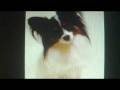 baily preview 0002