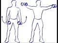 Musculação - Esquema com halteres simplificado