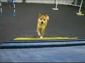 Shelby: Agility Set to Music Shelby: Agility Set to Music