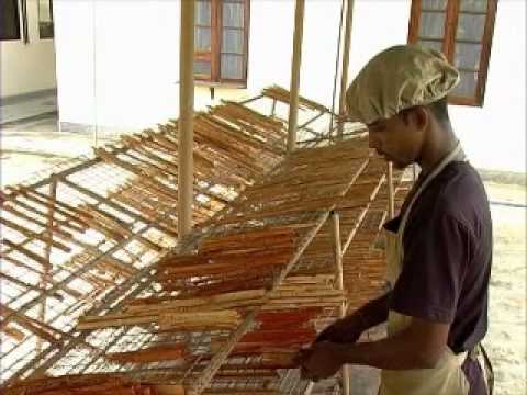 how to harvest cinnamon