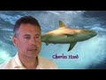 Shark Photography