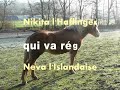 DOMAINE DE RABREUX-38- les juments NIKITA - HAFLINGER- ET NEVA- ISLANDAISE -