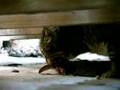 Cat-devouring-little