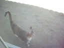 My Cat Wont Leave Me Alone! D: