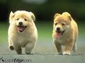 Peace Of Mind Pet Sitting