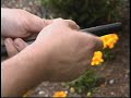 WSNLA Water Wise Garden