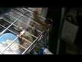 Pygmy　Marmoset　『Bubbles』　ピグミーマーモセット