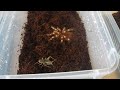 Click here to watch this video Giant White Knee Tarantulas